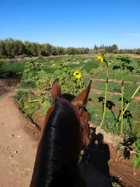 Marrakech: Private Rescue Farm Visit with Lunch + Transport - Tasting Authentic Local Food