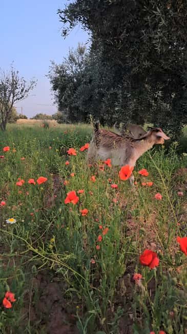 Marrakech: Private Rescue Farm Visit with Lunch + Transport - Authentic Insights from Past Visitors