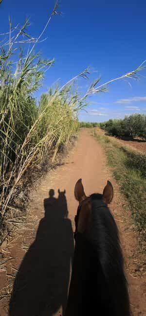 Marrakech: Private Rescue Farm Visit with Lunch + Transport - The Sum Up: Who Is This Tour Best For?
