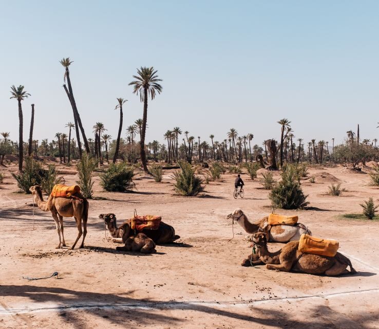 Marrakech: Quad Bike and Camel Ride Tour - What’s Included and What’s Not