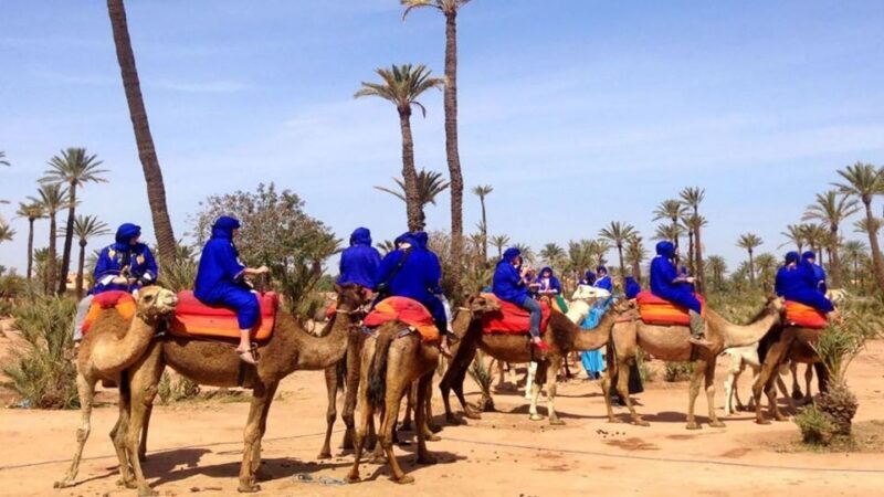 Marrakech: Sunset Camel Ride in Palmeraie - Introduction