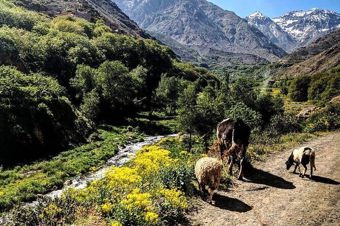 Marrakech: Three Valleys, Atlas Mountains and Waterfalls Tour - FAQ  