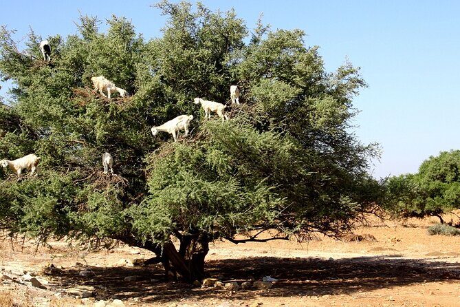 Marrakech to Essaouira 2-Days Private Tour - Who Should Consider This Tour?