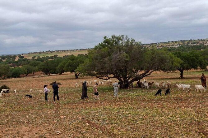 Marrakech to Essaouira Day Trip with Coastal Views - Who Is This Tour Best For?  