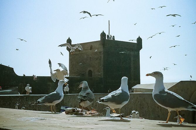 Marrakech to Essaouira: Private Tour - The Sum Up: Is This Tour Worth It?