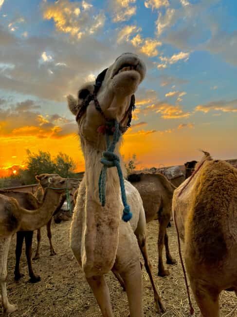Marrakech: Waterfall, Valley, Atlas Mountain, Camel & Desert - Final Thoughts
