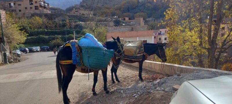 Marrakech:Atlas Mountains, Ourika Valley Day Trip,Waterfall - The Itinerary and What You Can Expect