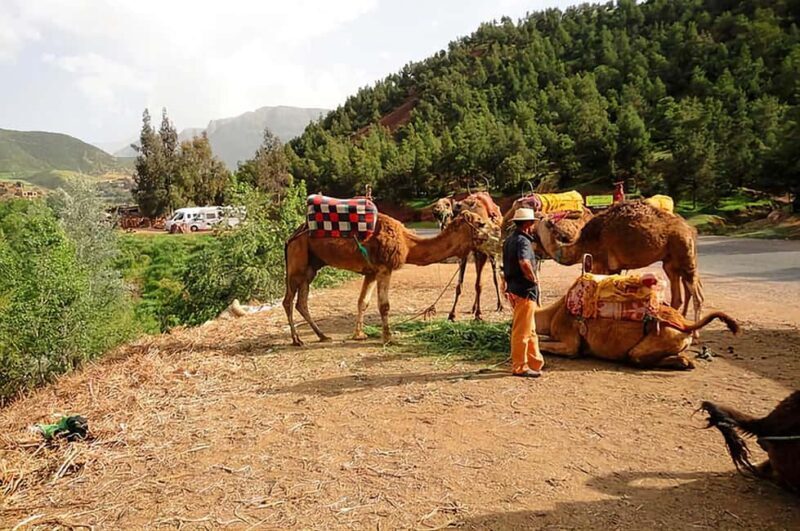 Marrakech's Atlas Adventures Ourika valley & Savory Lunch - The Value Perspective
