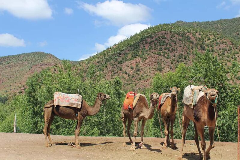 Marrakech's Atlas Adventures Ourika valley & Savory Lunch - Final Thoughts: Is This Tour Worth It?