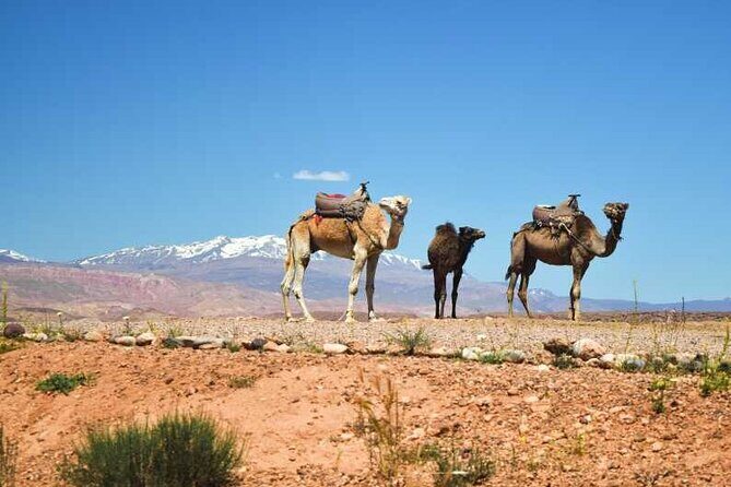 Marrakesh: Agafay Desert , sunset camel ride,meal and show - Key Points