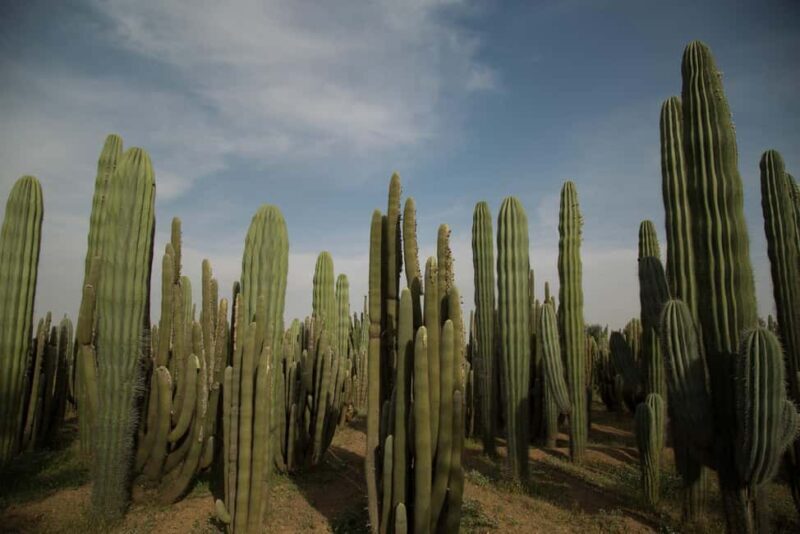 Marrakesh: Cactus Thiemann Entry Ticket - Exploring the Garden: What to Expect