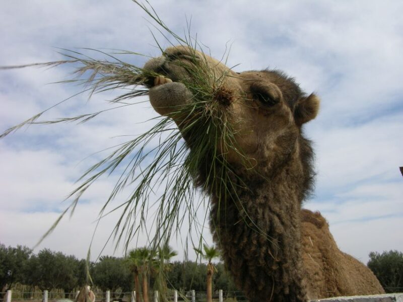 Marrakesh: Cactus Thiemann Entry Ticket - What the Reviews Say