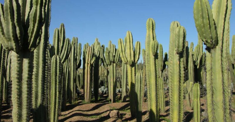 Marrakesh: Cactus Thiemann Entry Ticket - Transportation and Accessibility
