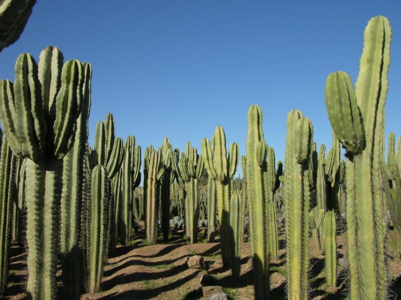 Marrakesh: Cactus Thiemann Entry Ticket - FAQ