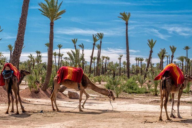 Marrakesh day trip with camel ride from Casablanca - A Closer Look at the Tour Experience