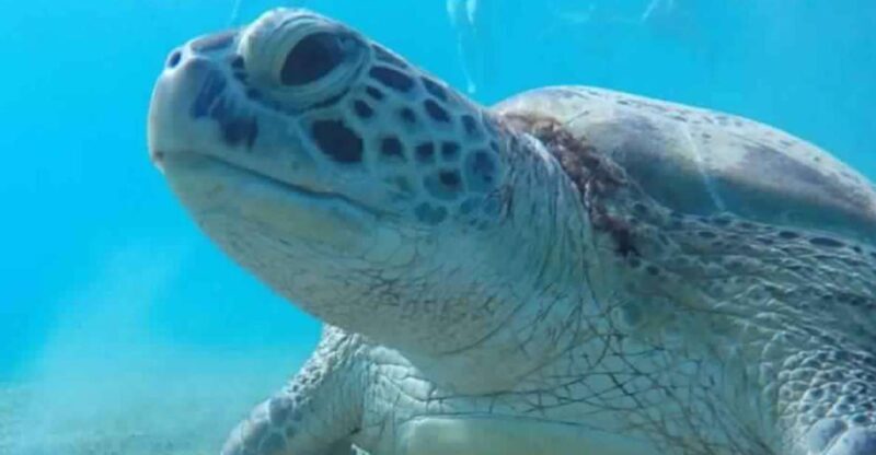 Marsa Alam: Abu Dabbab Snorkeling Tour - The Practicalities