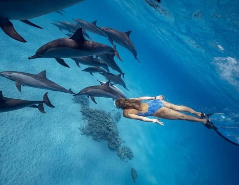 Marsa Alam: Dolphin House Adventure at Shaab Samadai Reef - Marsa Alam: Dolphin House Adventure at Shaab Samadai Reef – An Authentic Marine Experience