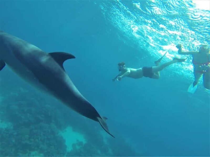 Marsa Alam: Dolphin House Adventure at Shaab Samadai Reef - FAQ