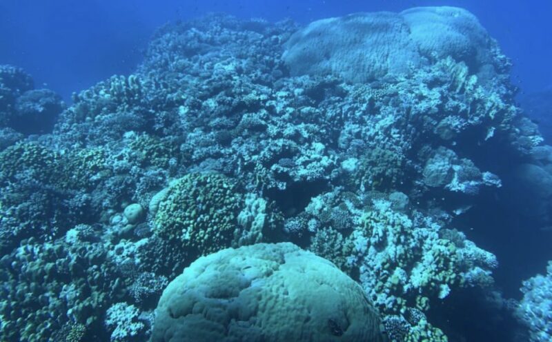 Marsa Alam: Elite vip Turtle bay snorkeling with BBQ Lunch - Authentic Insights from Guest Reviews