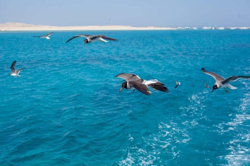 Marsa Alam: Hamata Island Snorkeling Trip with Lunch - Key Points