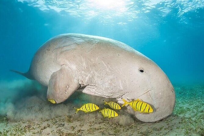 Marsa Alam : Marsa Mubarak Sea Snorkeling Boat Trip with Lunch & Transfer - Who Should Consider This Tour?
