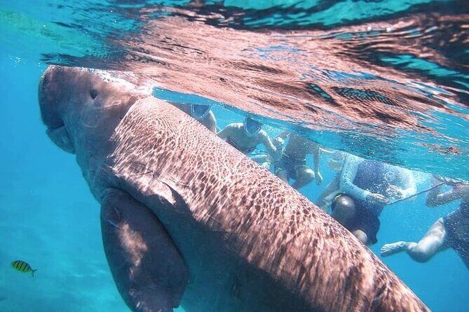 Marsa Alam : Marsa Mubarak Sea Snorkeling Boat Trip with Lunch & Transfer - FAQ