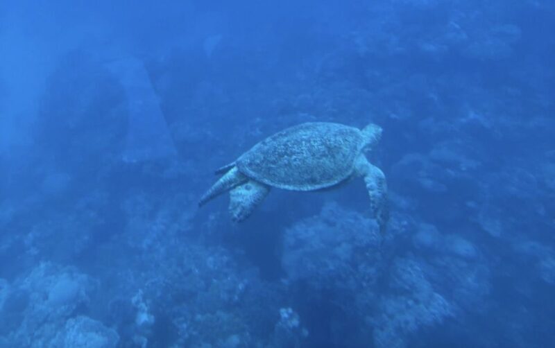 Marsa Alam: Nefertari Sunset Turtle Bay Cruise with Dinner - Key Points