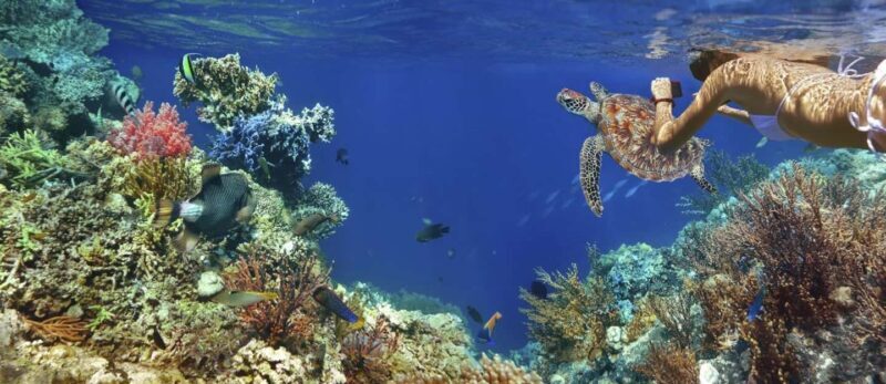 Marsa Alam: Pirates Premium Boat to turtle bay with lunch - Practical Tips for Booking and Participating