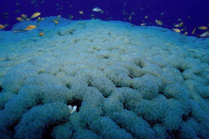 Marsa Alam: Snorkel with Sea Cows and Turtles at Marsa Mubarak - Exploring the Full-Day Adventure in Marsa Mubarak