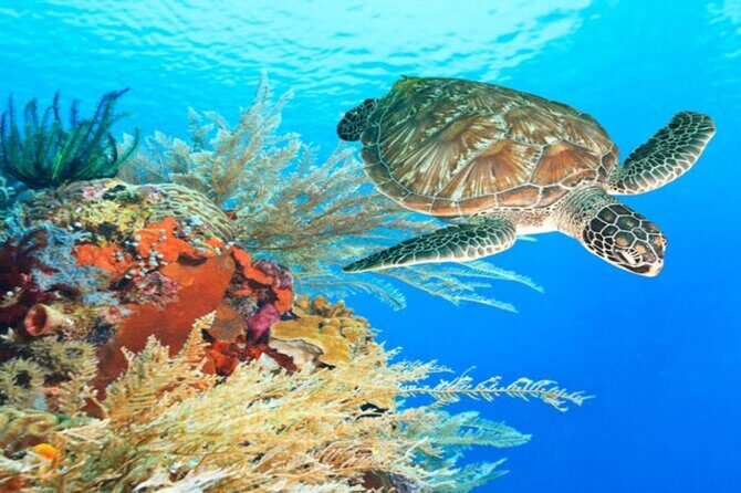 Marsa Alam: Snorkel with Sea Cows and Turtles at Marsa Mubarak - FAQ