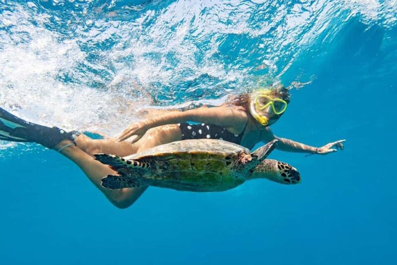 Marsa Alam: Snorkeling with Sea Turtles Marsa Mubarak - Key Points