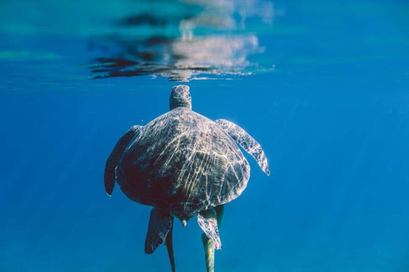 Marsa Alam: Snorkeling with Sea Turtles Marsa Mubarak - Final Thoughts: Is This Tour Worth It?