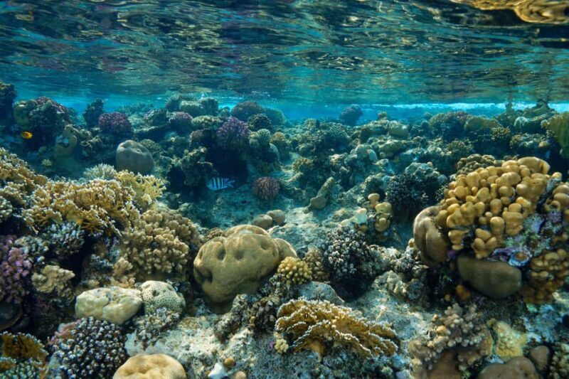 Marsa Alam: Snorkeling with Sea Turtles Marsa Mubarak - FAQ