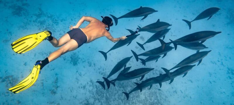 Marsa Alam:Sataya Reefs Dolphin Snorkeling Cruise with Lunch - Key Points
