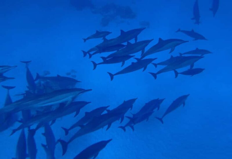 Marsa Alam:Sataya Reefs Dolphin Snorkeling Cruise with Lunch - FAQ