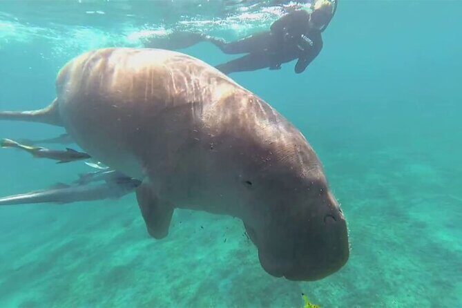 Marsa Mubarak Boat Trip with Dugongs and Turtles in Marsa Alam - Key Points