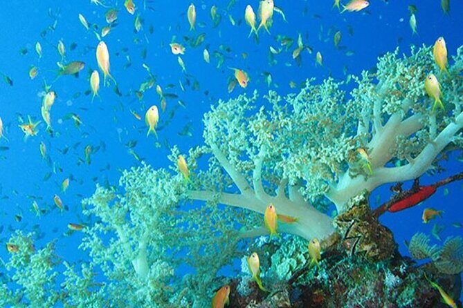 Marsa Mubarak Boat Trip with Dugongs and Turtles in Marsa Alam - What the Tour Entails: A Deep Dive