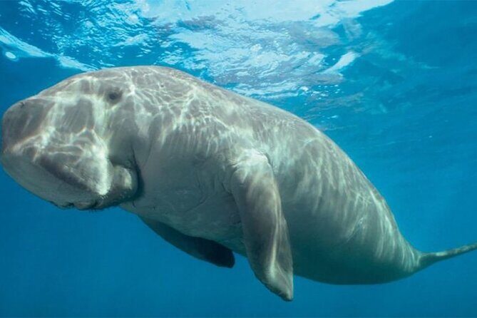 Marsa Mubarak Boat Trip with Dugongs and Turtles in Marsa Alam - Why This Tour Is Worth Considering