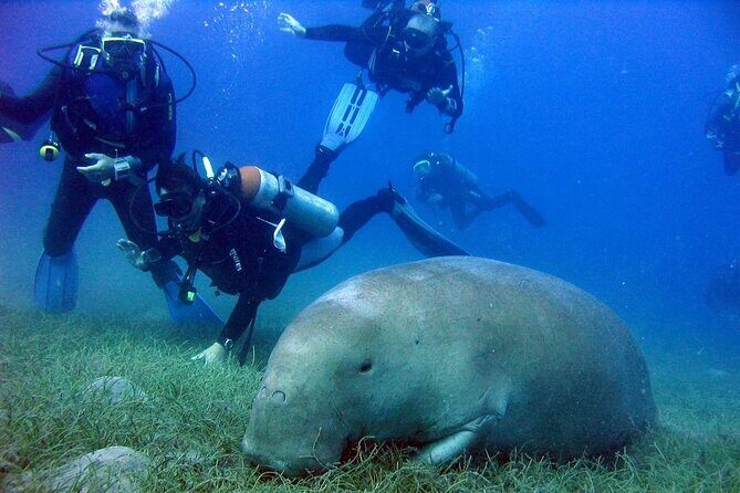 Marsa Mubarak Full Day and one intro Diving With Lunch, Transfer - Marsa Alam - Key Points