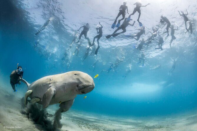 Marsa Mubarak Full Day and one intro Diving With Lunch, Transfer - Marsa Alam - FAQ