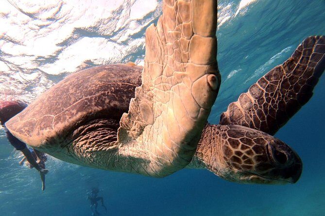 Marsa Mubarak Snorkeling Sea Trip & Transfer & Lunch  Marsa Alam - The Boat Experience: Comfort and Crowding