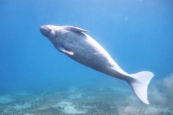 Marsa Mubarak snorkeling with dugong and turtles - marsaalam - Key Points