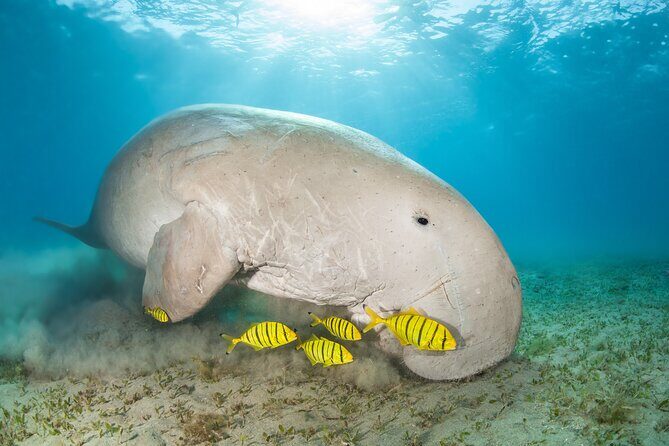 Marsa Mubarak snorkeling with dugong and turtles - marsaalam - Practical Tips for Your Trip
