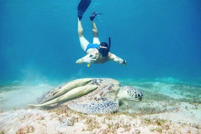 Marsa Mubarak snorkeling with dugong and turtles - marsaalam - The Sum Up