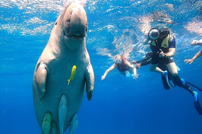 Marsa Mubarak snorkeling with dugong and turtles - marsaalam - Frequently Asked Questions