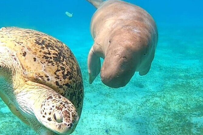 Marsa Mubarak Snorkeling with Dugongs & Turtles From Marsa Alam - The Itinerary: A Day Full of Underwater Wonder