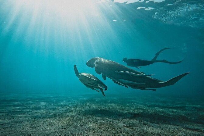 Marsa Mubarak Snorkeling with Dugongs & Turtles From Marsa Alam - The Sum Up: Who Will Love This Tour?