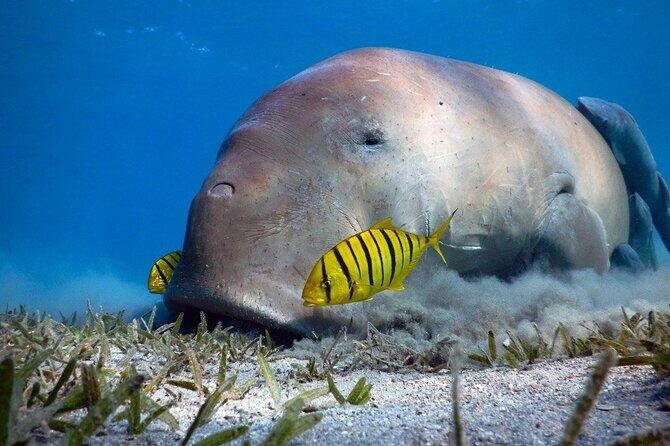 Marsa Mubarak Snorkeling with Dugongs & Turtles From Marsa Alam - An Introduction to the Marsa Mubarak Snorkeling Tour