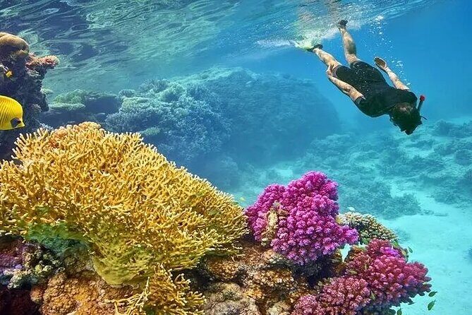 Marsa Mubarak Snorkeling with Dugongs & Turtles From Marsa Alam - Final Thoughts: Who Is This Tour Best Suited For?