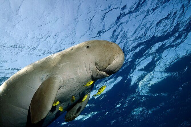 Marsa Mubarak Snorkeling with Dugongs & Turtles From Marsa Alam - Frequently Asked Questions (FAQs)